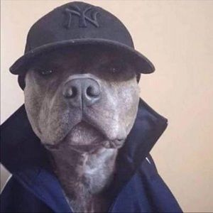 Meet your Posher, Mak